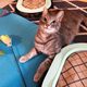 Illustration for article titled Cat Food Recs